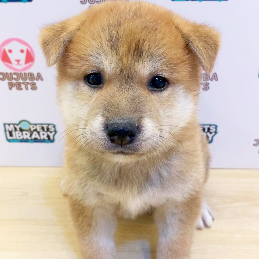 Mame Shiba Inu Puppy (Male) For Sale