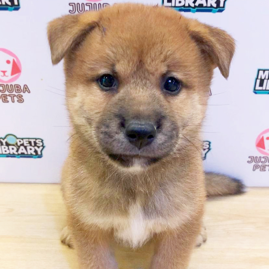 Mame Shiba Inu Puppy (Male) For Sale