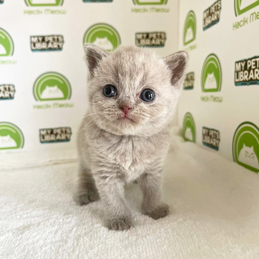 British Shorthair Kitten (Female) For Sale
