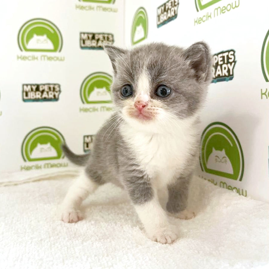 British Shorthair Kitten (Female) For Sale