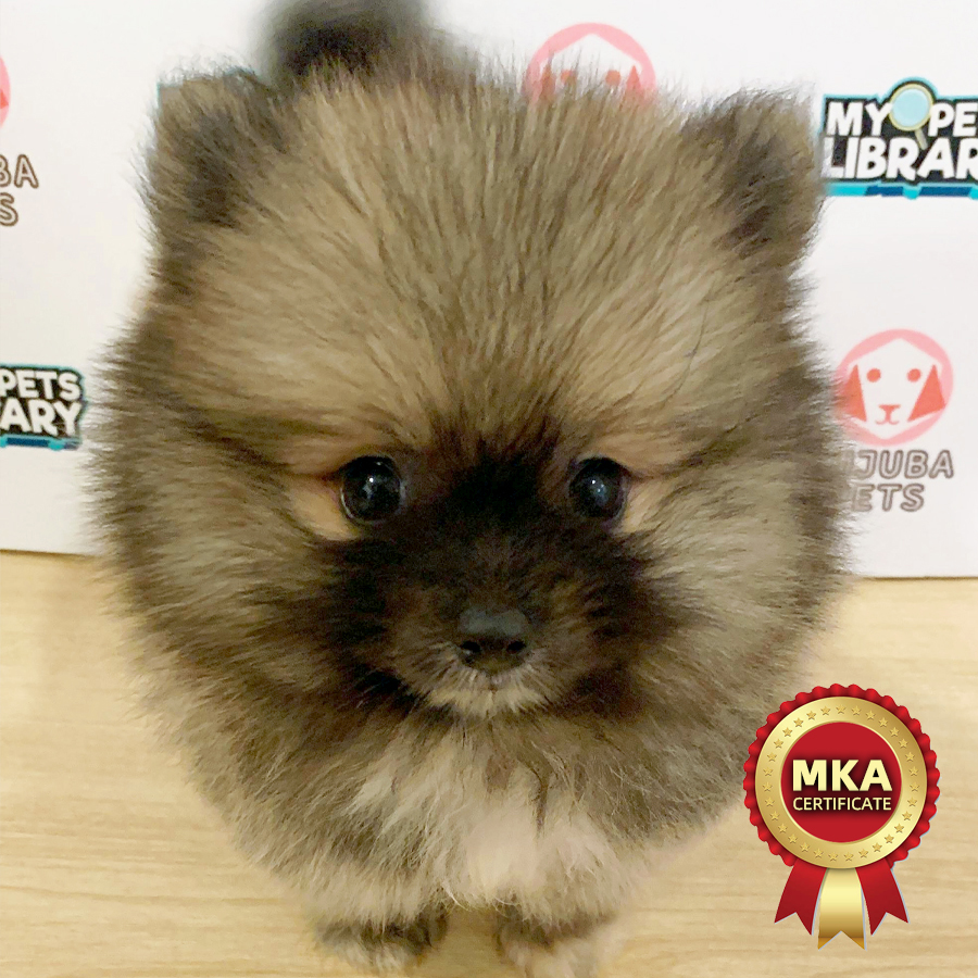 MKA Pomeranian Puppy (Male) For Sale
