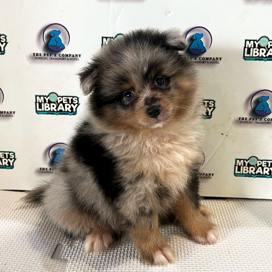 Poshie Puppy (Male) For Sale