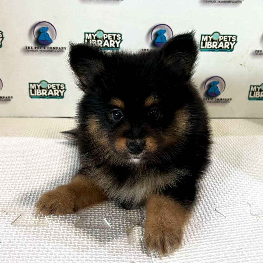Poshie Puppy (Male) For Sale