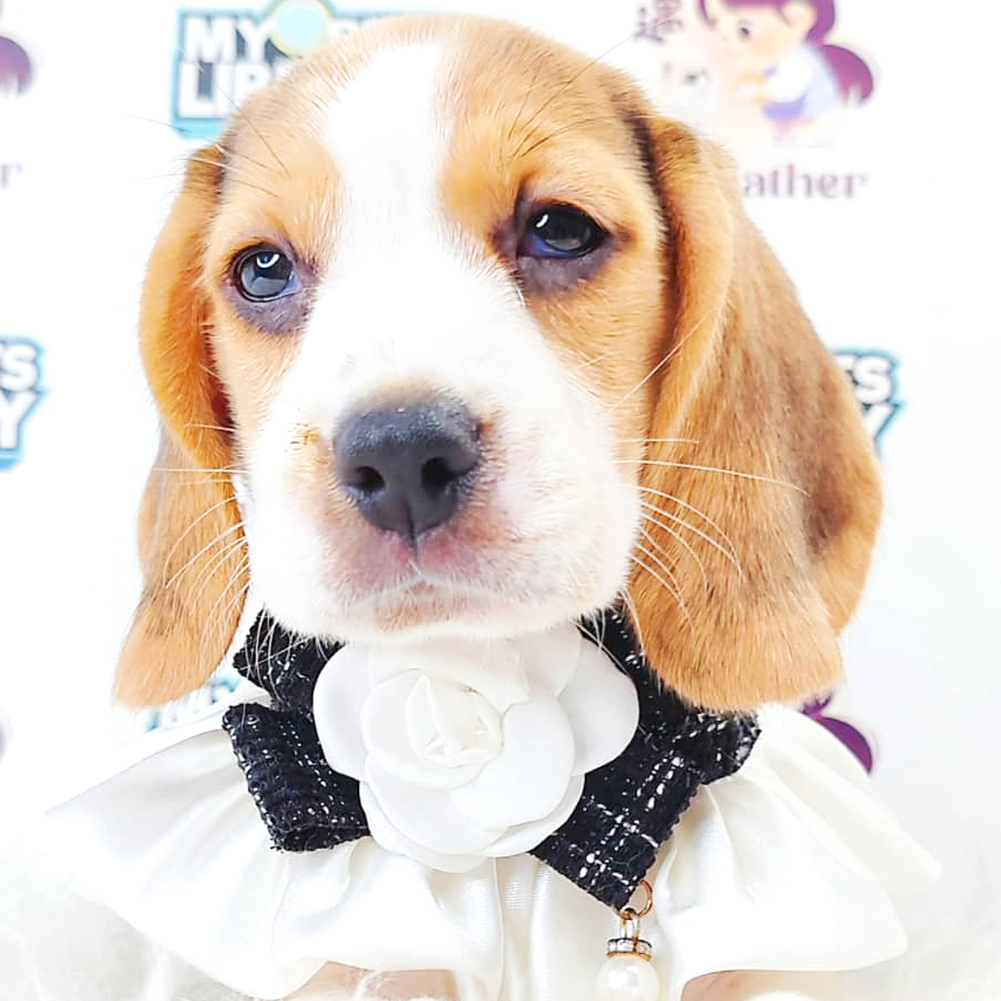Beagle Puppy (Female) For Sale