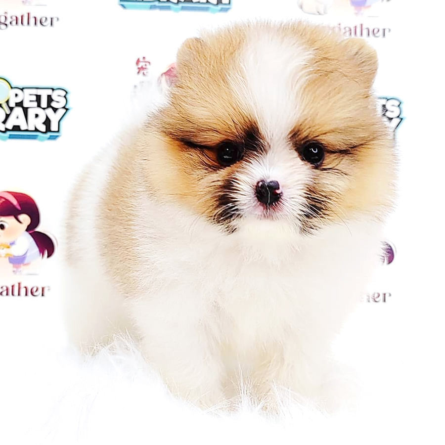 Tiny Pomeranian Puppy (Male) For Sale