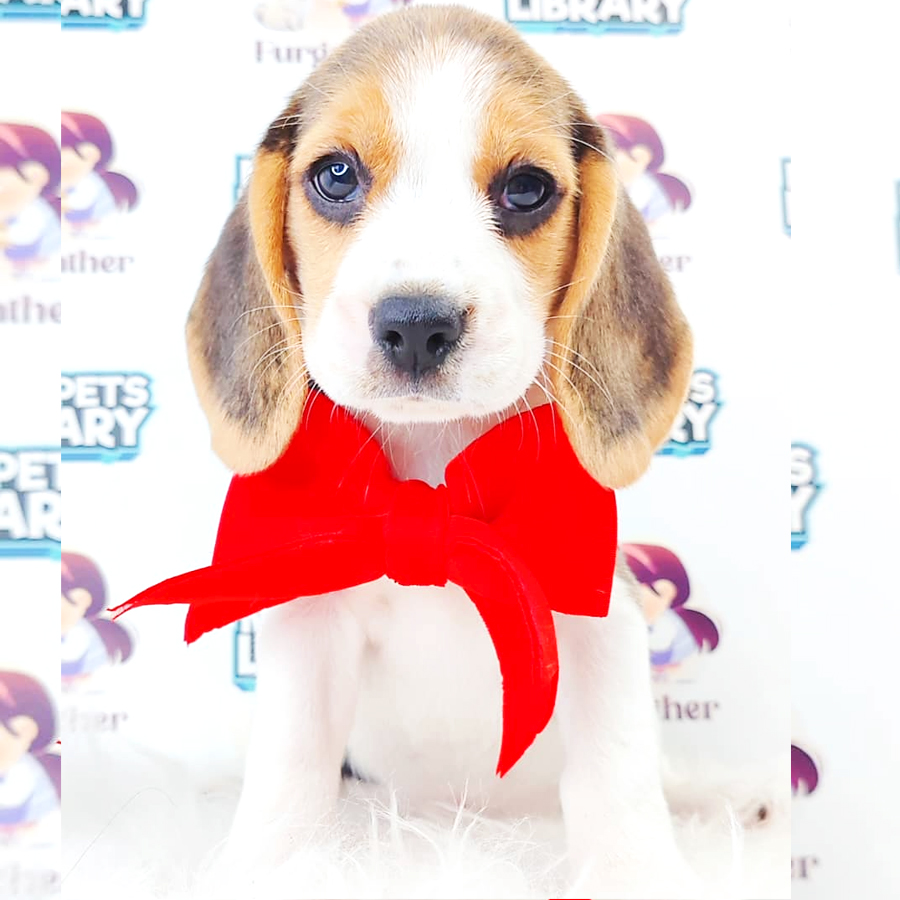 Beagle Puppy (Female) For Sale