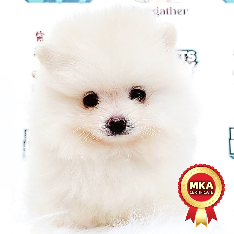 MKA Mini Pomeranian Puppy (Male) For Sale