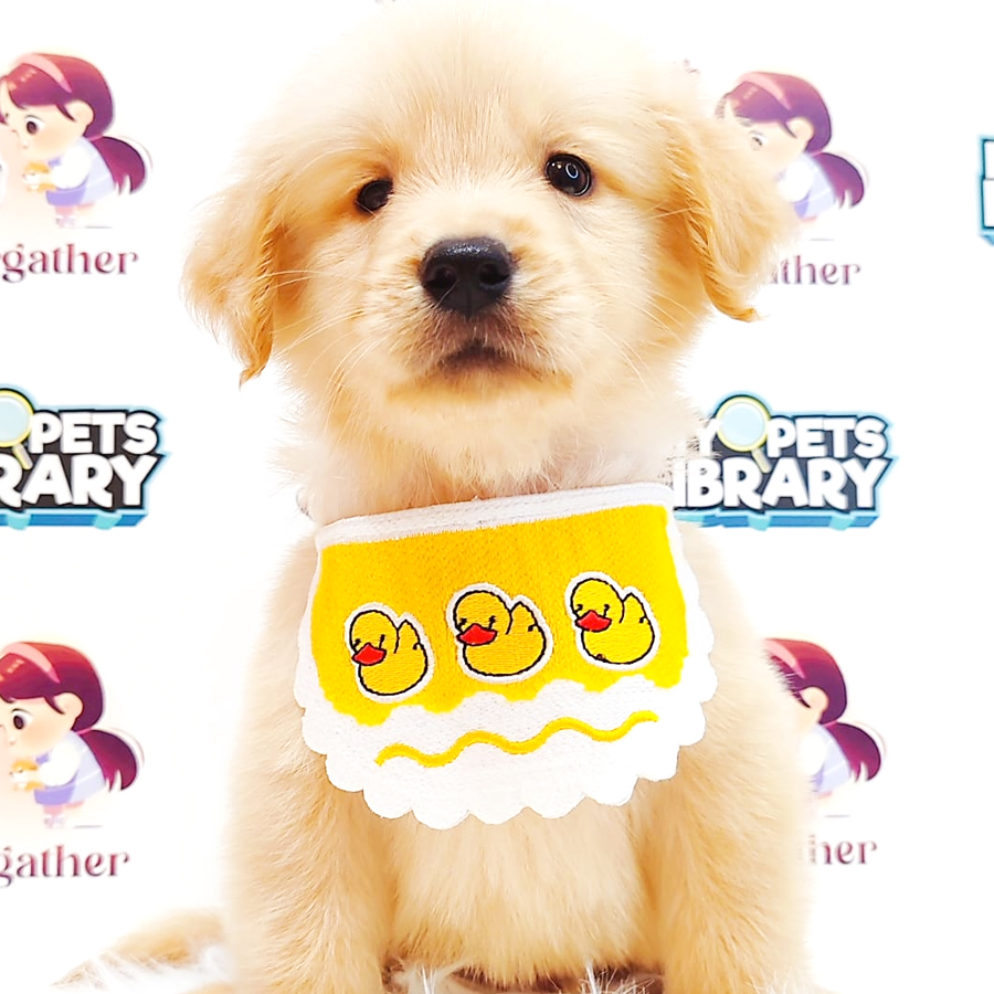 Golden Retriever Puppy (Male) For Sale