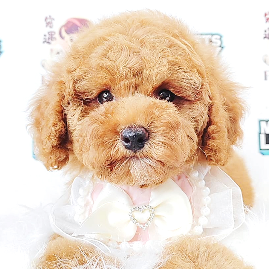 Poodle Puppy (Male) For Sale
