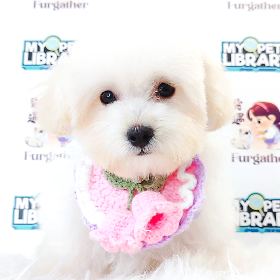Maltipoo Puppy (Male) For Sale