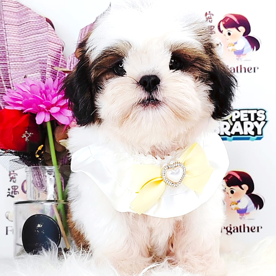 Shih Tzu Puppy (Male) For Sale