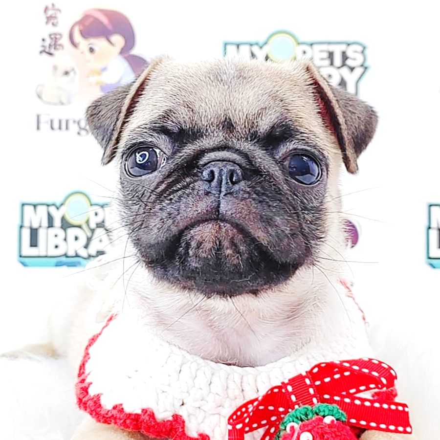 Pug Puppy (Female) For Sale