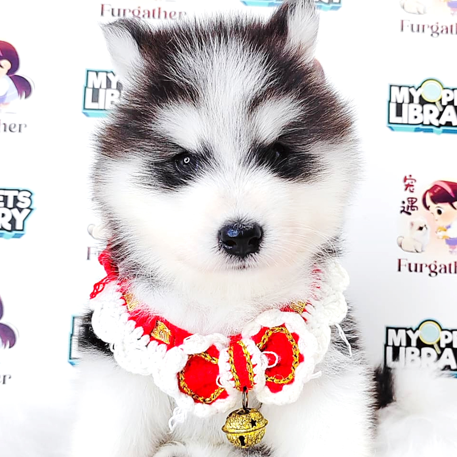Wooly Husky Puppy (Male) For Sale