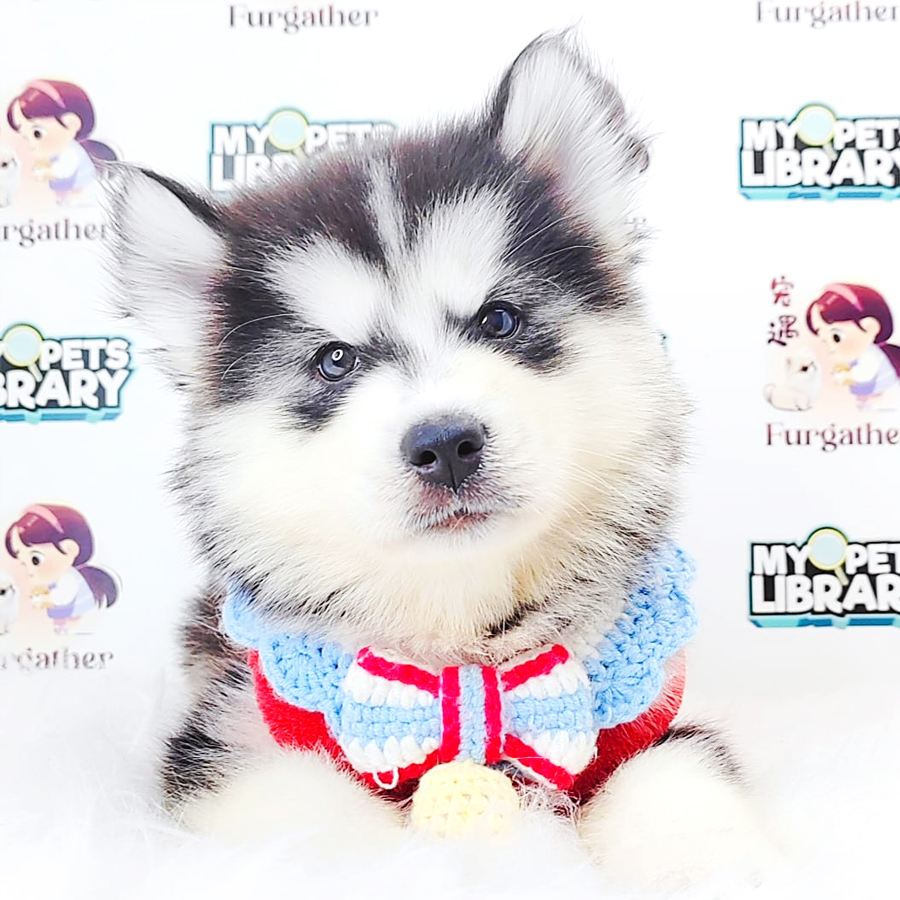 Pomsky Puppy (Male) For Sale