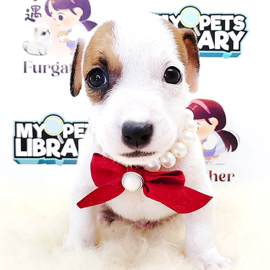Jack Russell Puppy (Male) For Sale