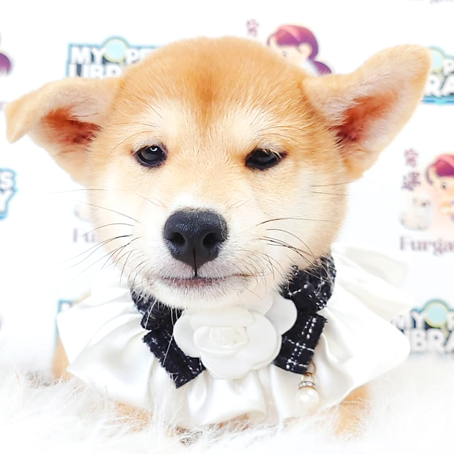 Shiba Inu Puppy (Male) For Sale