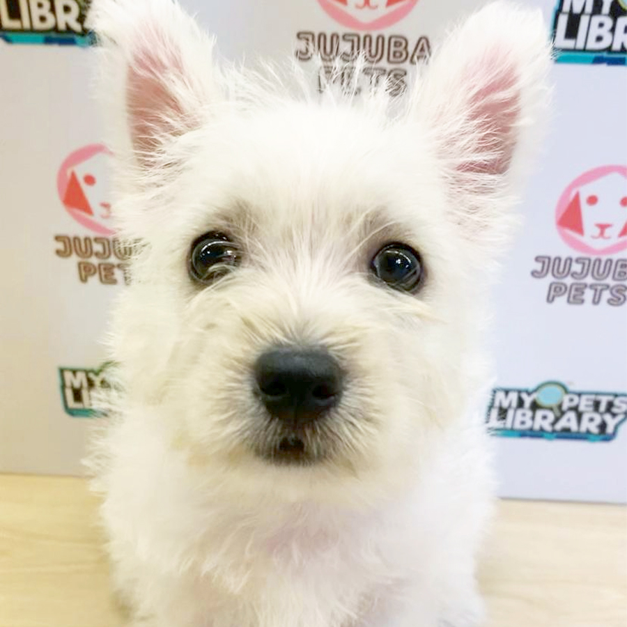 West Highland Terrier Puppy (Female) For Sale