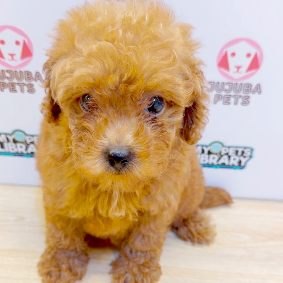 Toy Poodle Puppy (Female) For Sale