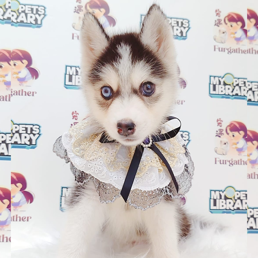 Pomsky Puppy (Male) For Sale