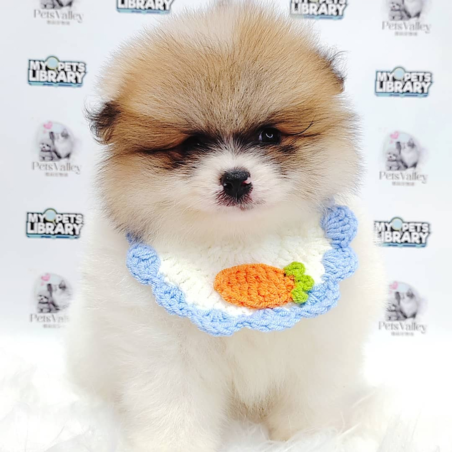 Pomeranian Puppy (Male) For Sale