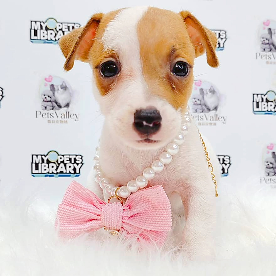 Jack Russell Puppy (Male) For Sale
