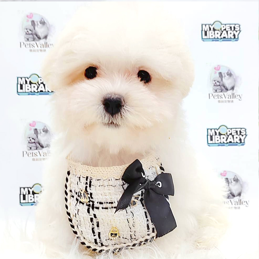 Maltipoo Puppy (Female) For Sale