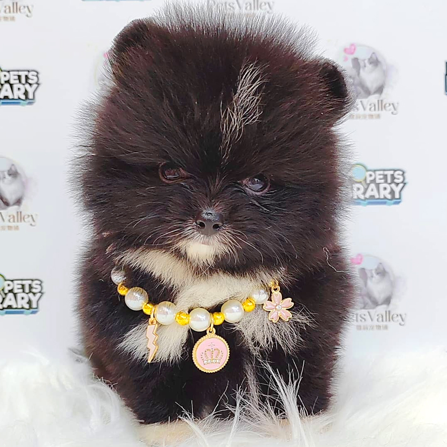 Super Tiny Pomeranian Puppy (Female) For Sale