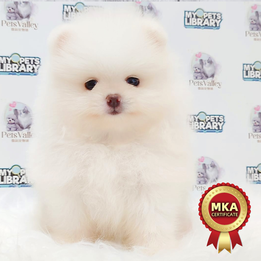 MKA Tiny Pomeranian Puppy (Female) For Sale