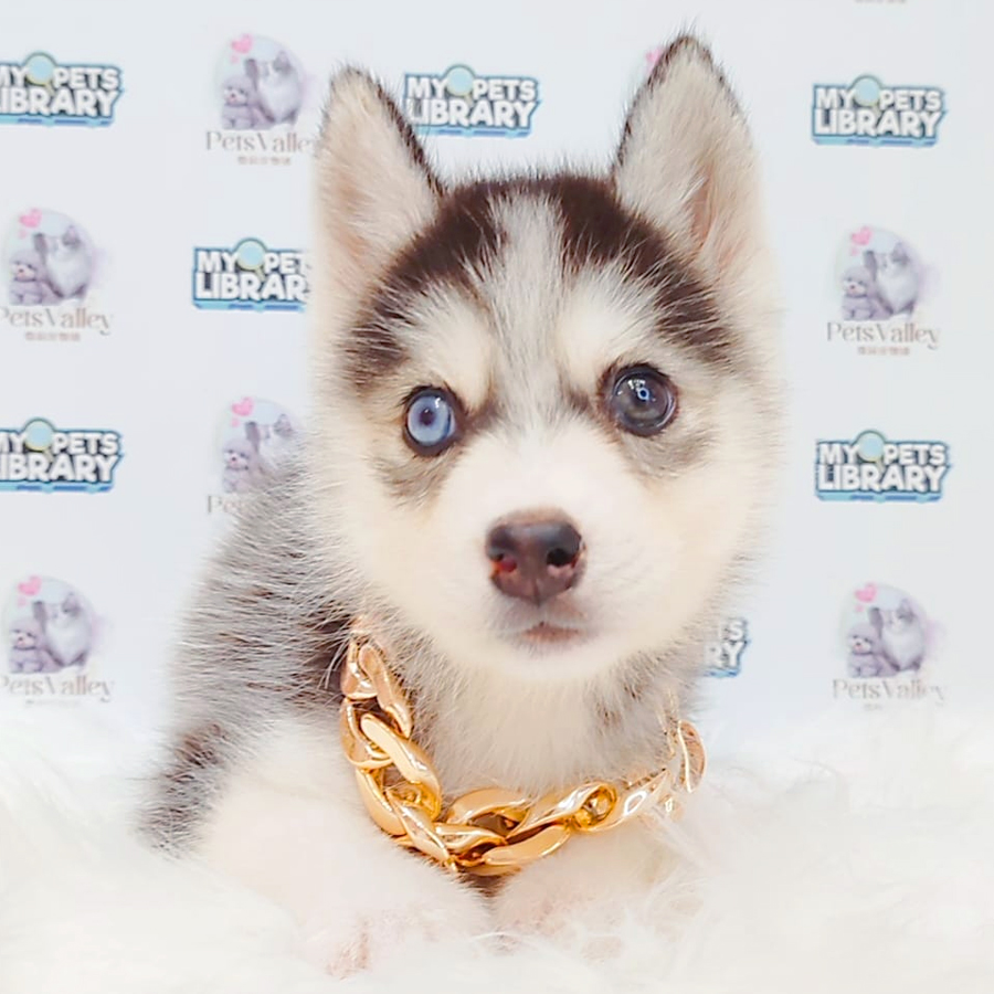 Pomsky Puppy (Male) For Sale