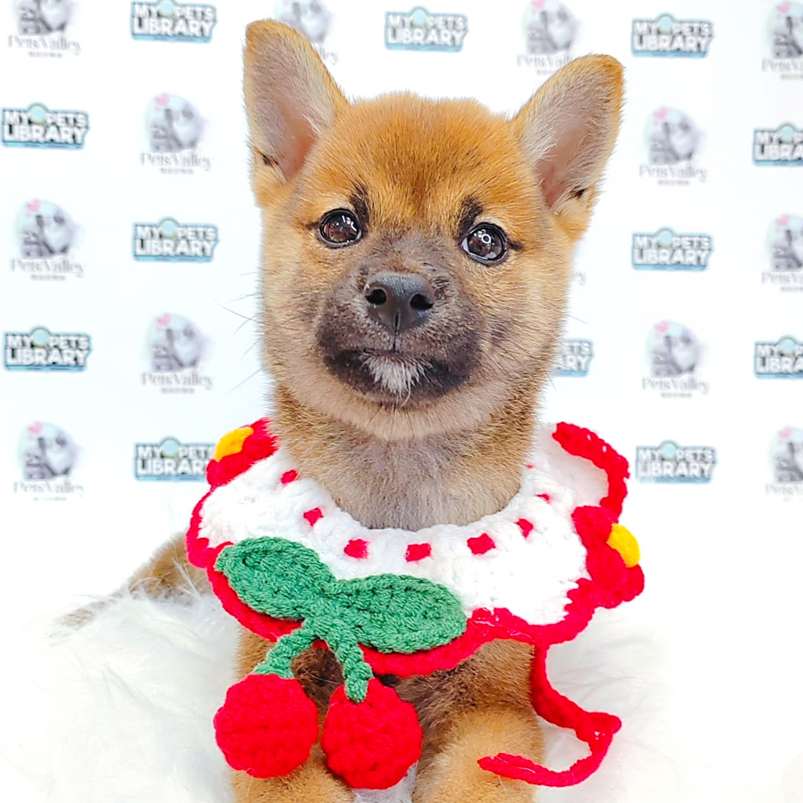 Shiba Inu Puppy (Male) For Sale