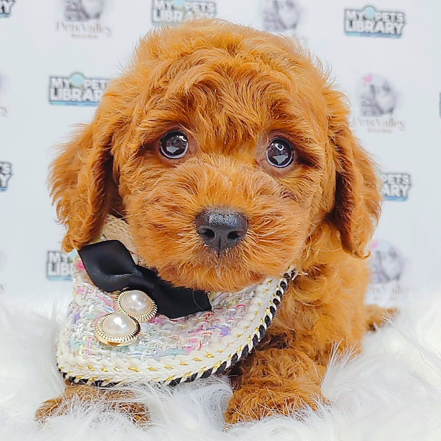 Toy Poodle Puppy (Male) For Sale