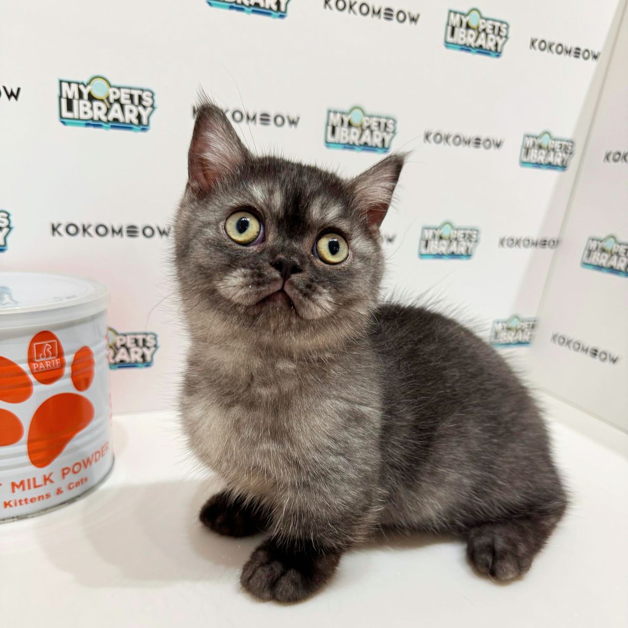 Super Short Munchkin Bristish Shorthair Kitten (Male) For Sale