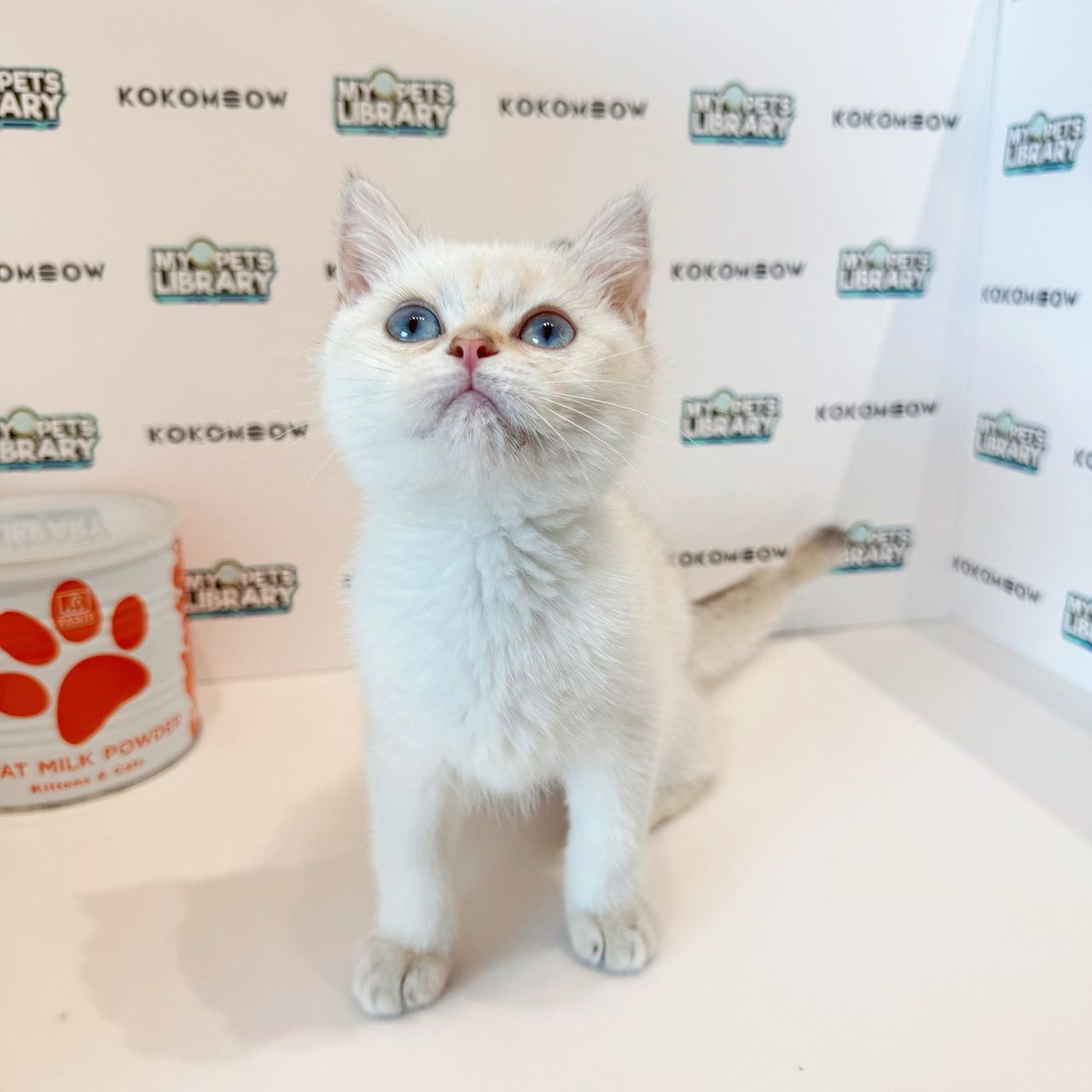 Bristish Shorthair Kitten (Male) For Sale