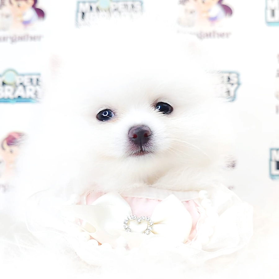 Pomeranian Puppy (Female) For Sale