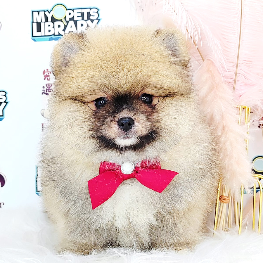 Pomeranian Puppy (Female) For Sale