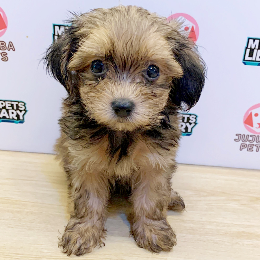 Maltipoo Puppy (Female) For Sale