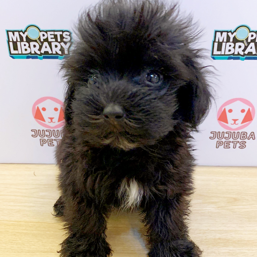 Maltipoo Puppy (Male) For Sale