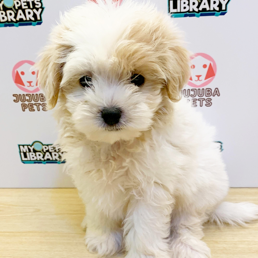 Maltipoo Puppy (Female) For Sale