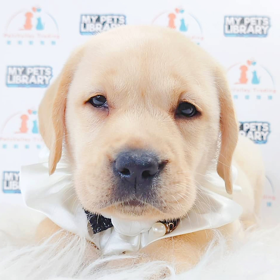 Labrador Puppy (Male) For Sale