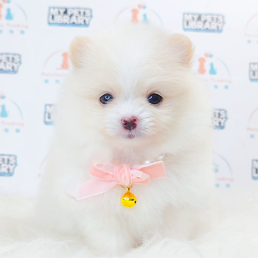 Super Tiny Pomeranian Puppy (Female) For Sale