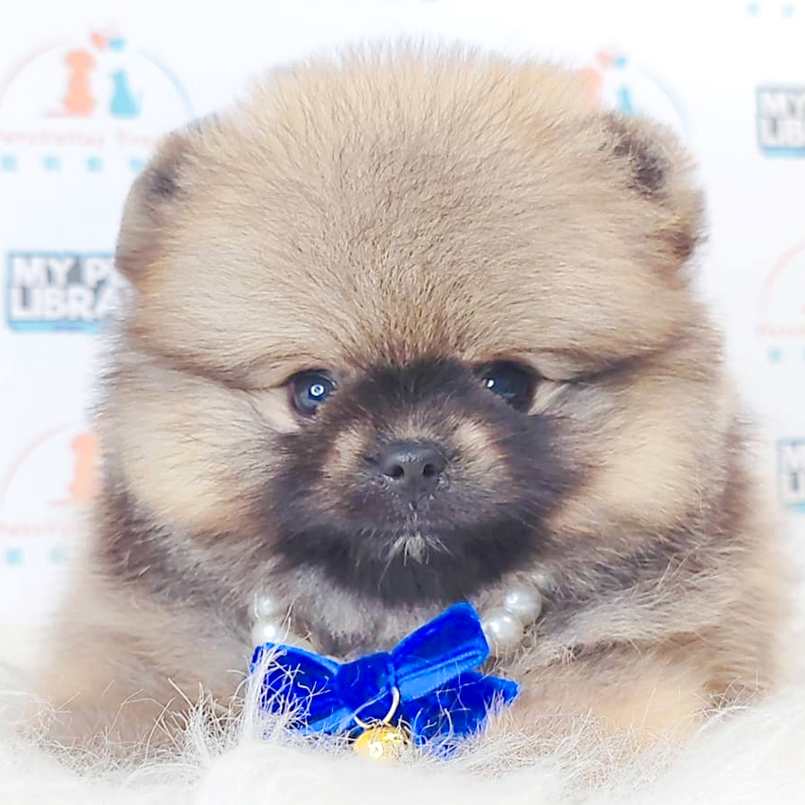 Tiny Pomeranian Puppy (Male) For Sale