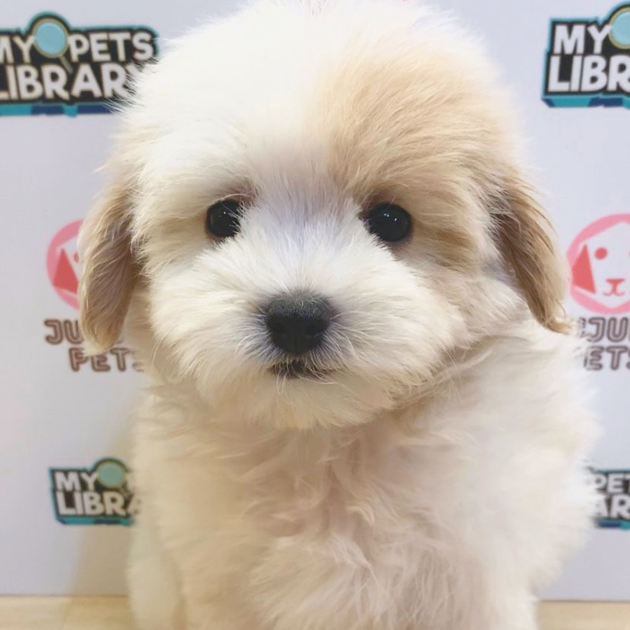 Maltipoo Puppy (Female) For Sale