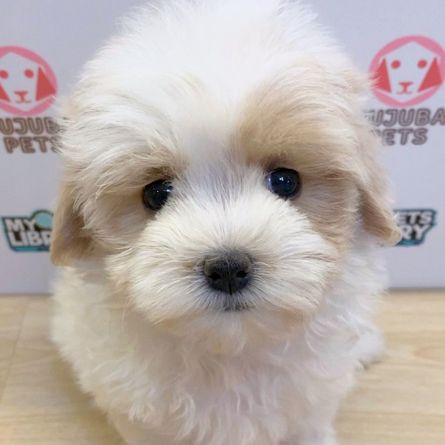 Maltipoo Puppy (Female) For Sale