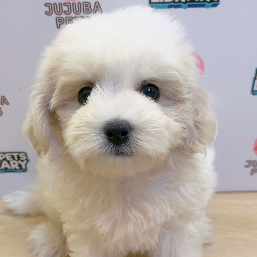 Maltipoo Puppy (Male) For Sale