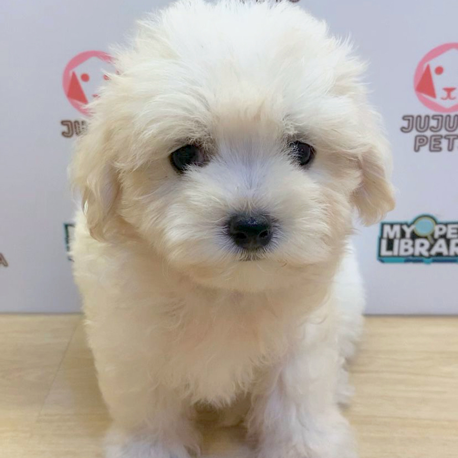 Maltipoo Puppy (Female) For Sale
