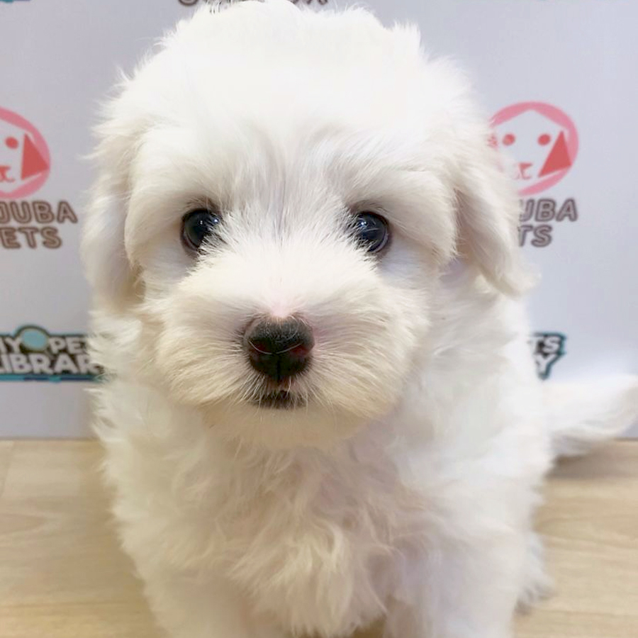 Maltipoo Puppy (Female) For Sale