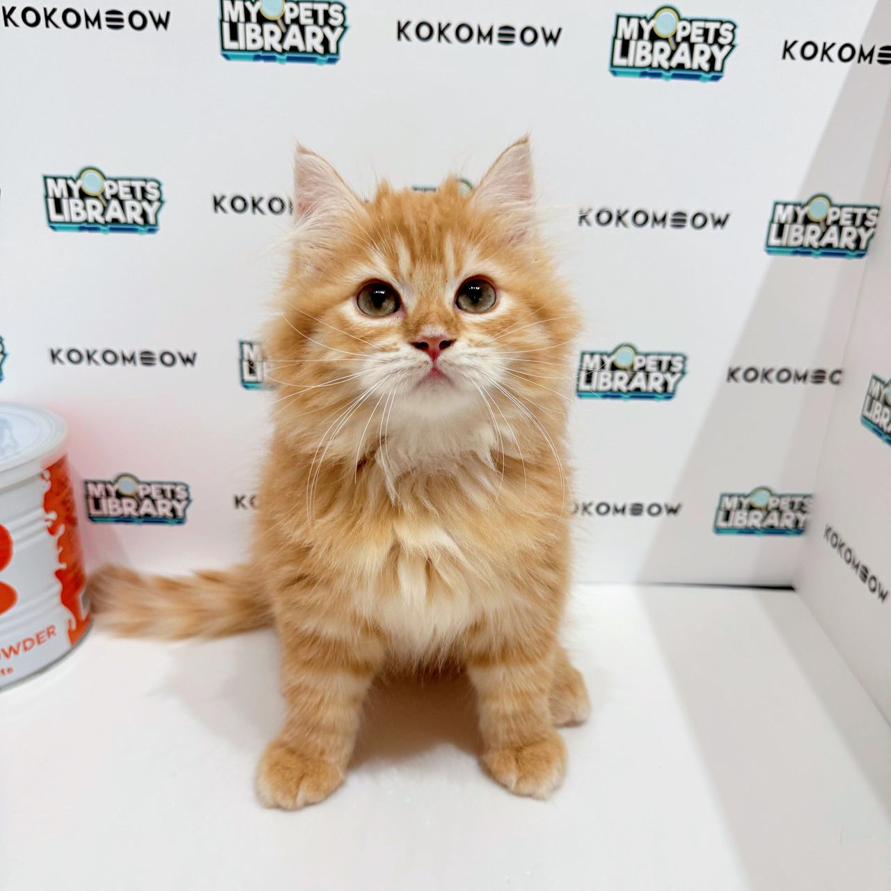 Scottishstraight Kitten (Female) For Sale