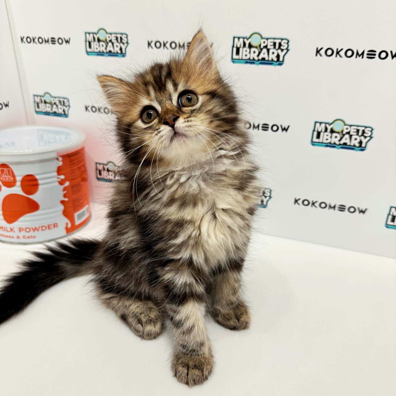 Persian British Longhair Kitten (Female) For Sale