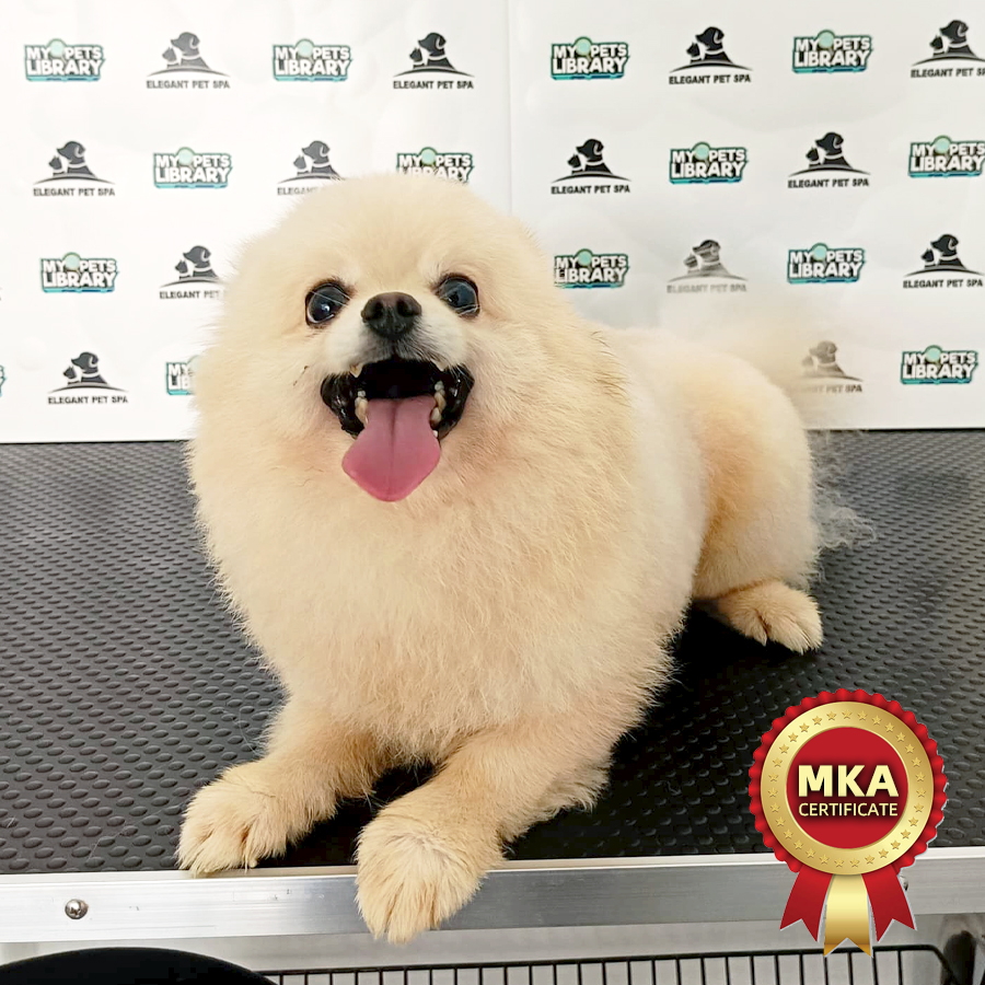 MKA Pomeranian Puppy (Male) For Sale
