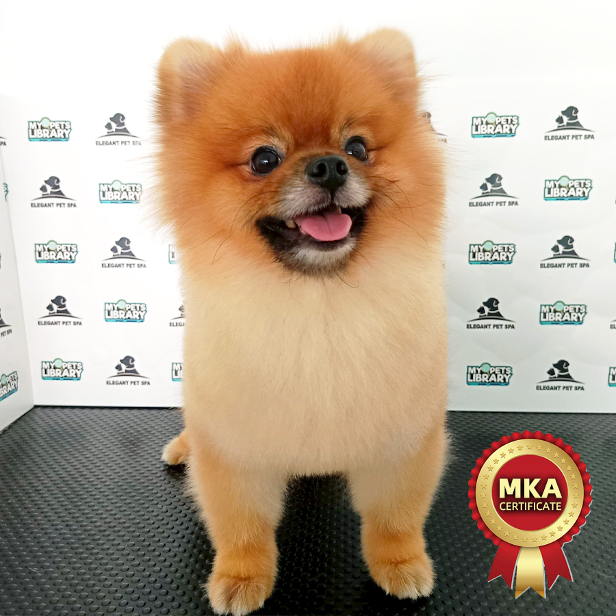 MKA Pomeranian Puppy (Male) For Sale